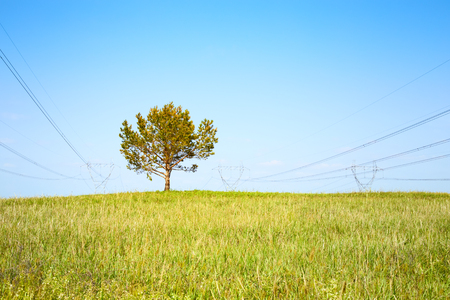 tree on meadow and high-voltage line on blue sky backgroundの写真素材
