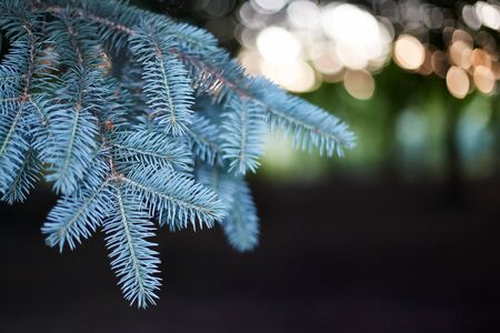 fir branch close-up on a dark backgroundの写真素材