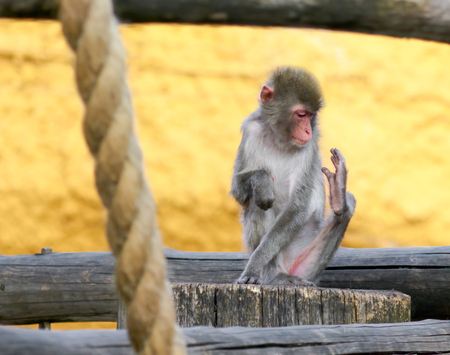 Japanese macaque looks at his leg, where there is nothing.の写真素材