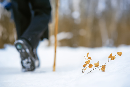 Branch with yellow leaves in the snow. A man with a cane walking through the forest.の写真素材
