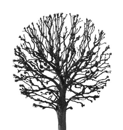 round tree on a white backgroundの写真素材