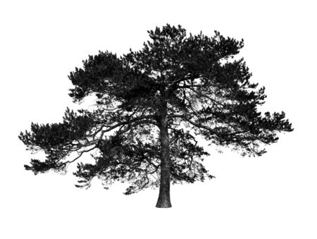 Tree silhouette on white backgroundの写真素材