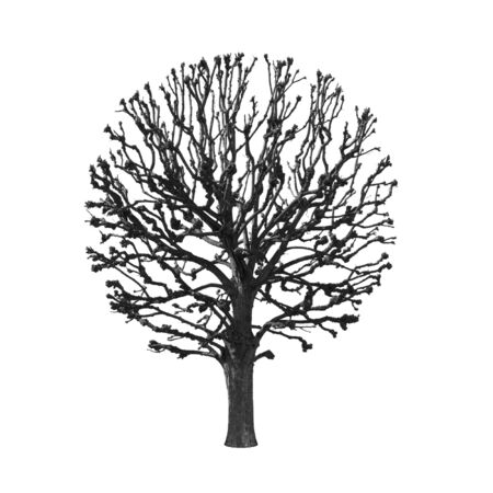 silhouette round tree on a white backgroundの写真素材