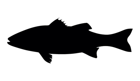 silhouette fish seabass on white background, vector illustrationのイラスト素材