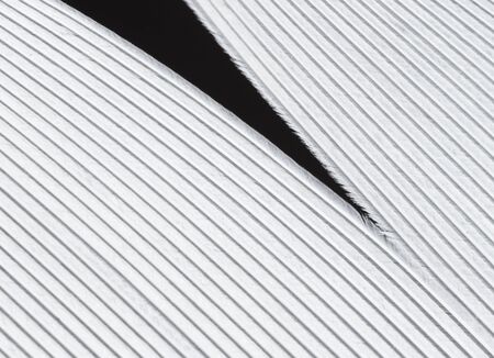 Bird feather closeup. Abstract backgroundの写真素材