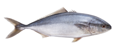 fish tuna Isolated on the white backgroundの写真素材