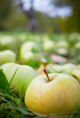 apple lies on the ground close upの写真素材