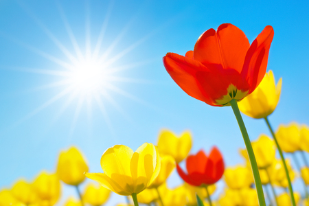 Tulips close-up against the blue sky with sun in shape of starの写真素材