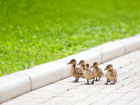Ducklings walking on the roadの写真素材