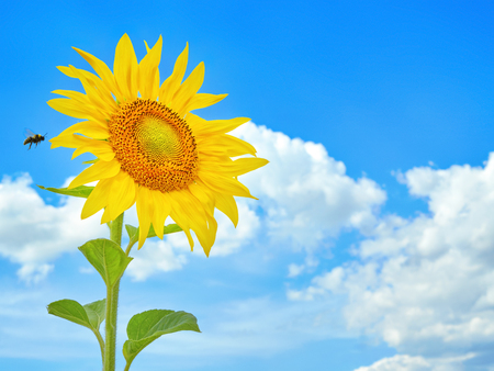 Sunflower and bee against the skyの写真素材