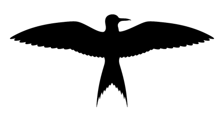 Vector bird silhouette on white backgroundのイラスト素材