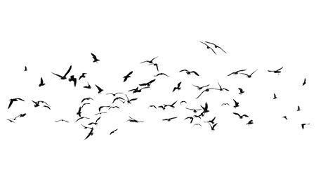Flock of birds on a white background  の写真素材