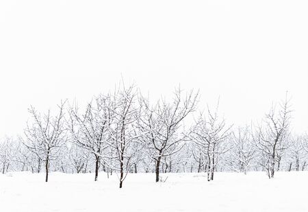 Trees in the snow. Winter landscape.の写真素材