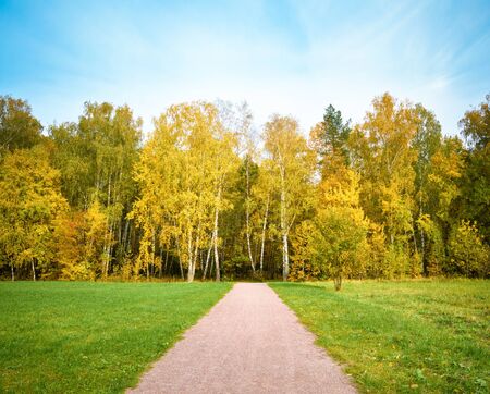 Walkway in the autumn forest or the park among the green grass under the blue skyの写真素材