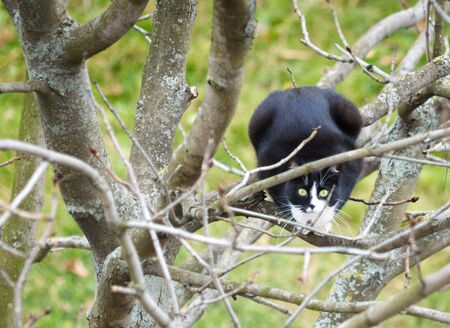 Cat on tree among branchesの写真素材