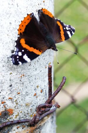 butterfly with antennae sits near the wire which also has antennaeの写真素材