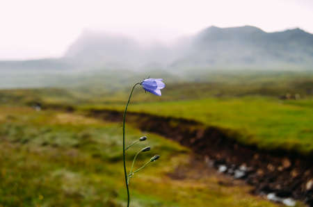 Close up of lilac Campanula in Iceland. Purple flower with mountains on background.の写真素材