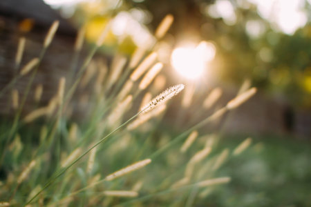 A blade of grass in the sunset. Autumn background