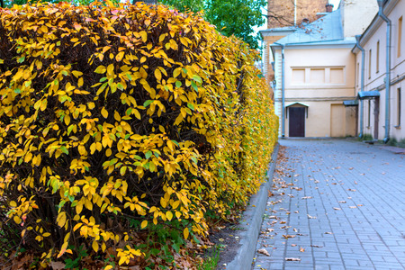 hedge in the gardenの写真素材