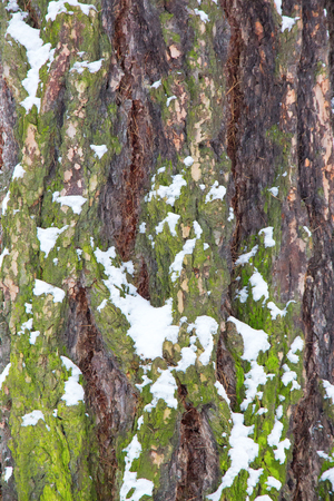 tree trunk in snow close-up in winterの写真素材