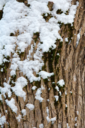 tree trunk in snow close-up in winterの写真素材