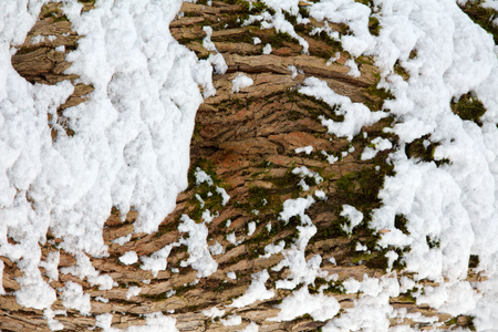 tree trunk in snow close-up in winterの写真素材