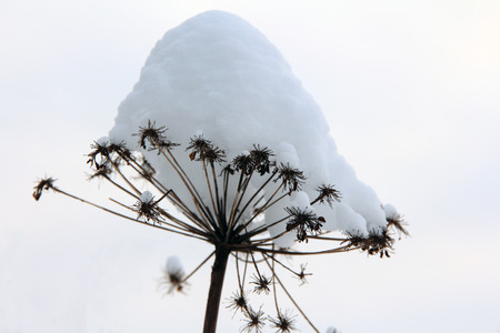 dried plant under a snow capの写真素材