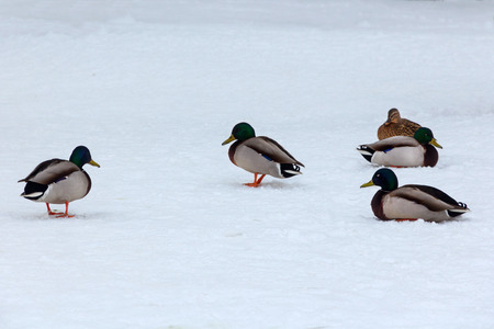 ducks rest on the snowの写真素材
