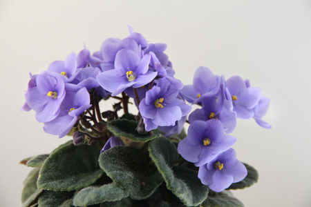 blooming violet on a light backgroundの写真素材