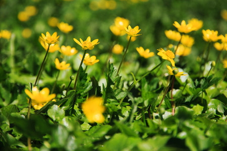 closeup  spring yellow flowers  among a green grassの写真素材