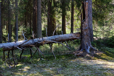 fallen old big tree in the forest. Forest landscapeの写真素材