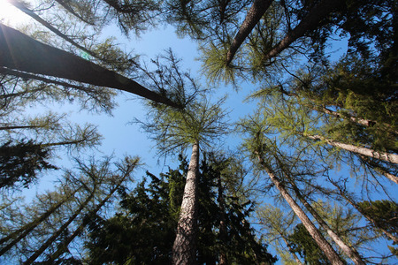 blue sky and crowns of tall trees view from below. Siberian larchの写真素材
