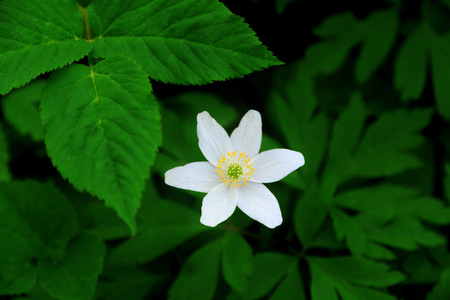 One white anemone flowers blooming in springtime forestの写真素材