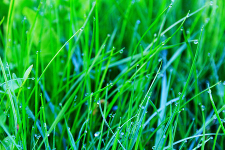Fresh morning dew on spring grassの写真素材