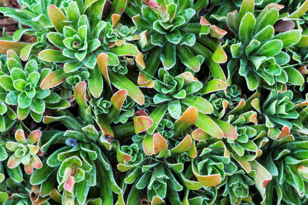 Decorative green moss close-up. cardの写真素材