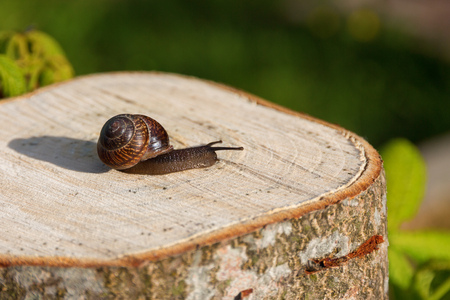 the snail crawls along the treeの写真素材