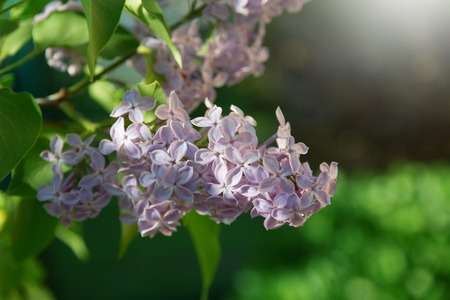 lilac blooms on a sunny dayの写真素材