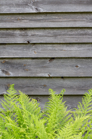 green fern on the background of a gray wooden solid fenceの写真素材