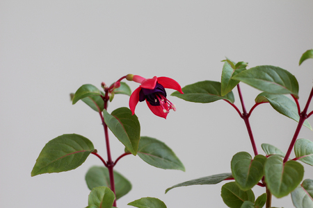 Fuchsia. Coquet Bell. Selective focusの写真素材