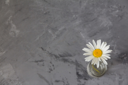 one daisy on a gray concrete background. minimalismの写真素材