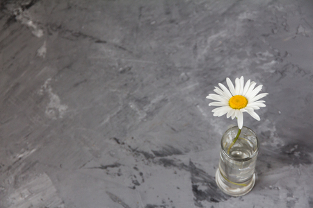 one daisy on a gray concrete background. minimalismの写真素材