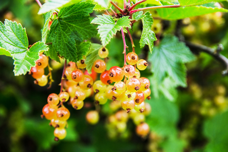 bush red currant ripening berriesの写真素材
