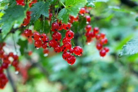 bush and ripe berries of red currant after rainの写真素材
