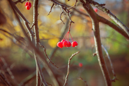 autumn landscape: red berries on an autumn tree on a sunny day