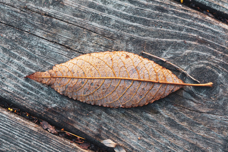 autumn leaf on old wooden pavementの写真素材