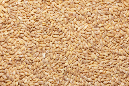 heap of pearl barley grains, space for textの写真素材