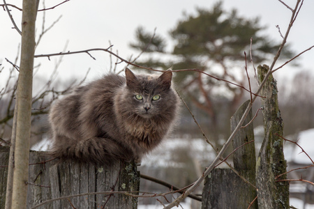 a big fluffy cat with yellow-green eyes on a rustic fenceの写真素材