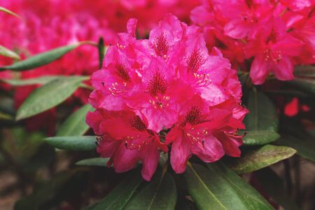 Beautiful rhododendron flower in full bloom. Floral Blurred Backgroundの写真素材