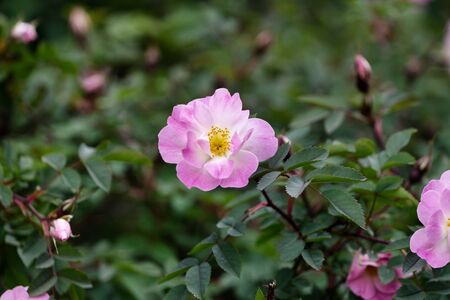 Poppius. Winter-resistant roses: thorny rose or Rosehip feminine, Bibernellrose. bright fuchsia pink rose flower buds on the bushの写真素材