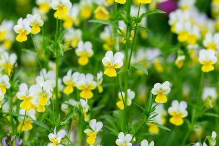 Wild Yellow Pansy Flowers In A Field. Alpine meadow violets. Viola tricolor. natural floral backgroundの写真素材